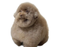 Scoobert emote