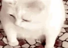 puke emote