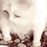 puke emote