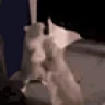 ratFight emote