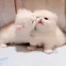 CHATFIGHT emote