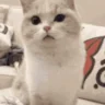 !sens emote