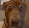 huh emote