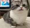 Where emote