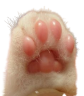 Toes emote