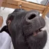 VeryGoat emote
