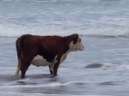 vache emote