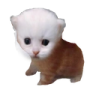 Rupert emote