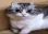 Emote