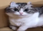 ))