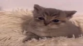 sad emote