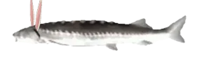 JoelEaster emote