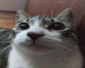 sry emote