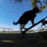 CATONTHESKATEBOARD emote