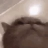 catVibe emote