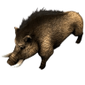 AOEBoar emote