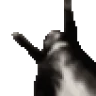 jigglin emote