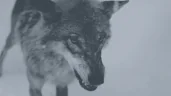 *growls* emote