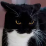 boobsAngry emote
