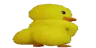 WideDuckass emote