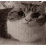 catboom emote