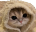 CatCozy