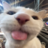 ble emote