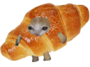 quaso emote