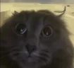 tuh emote