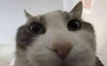 wires emote
