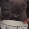 Sip emote