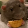 ratSnack emote