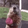 veryBober emote