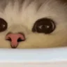 catSNIFFA2 emote