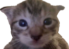 dummy emote