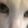 yes emote