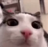 blink emote