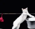 EnigmaBeDoingTheLaundry emote