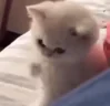 punch emote