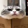 Weird emote
