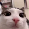 plink emote