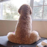 Cutedoggy emote