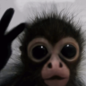 pce emote