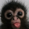 :PP emote