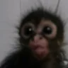 monching emote