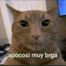 Apocosimuybrga emote
