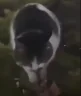 catdancelol emote