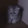 sadsad emote