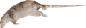 ratSleeper emote