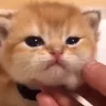 catnya emote